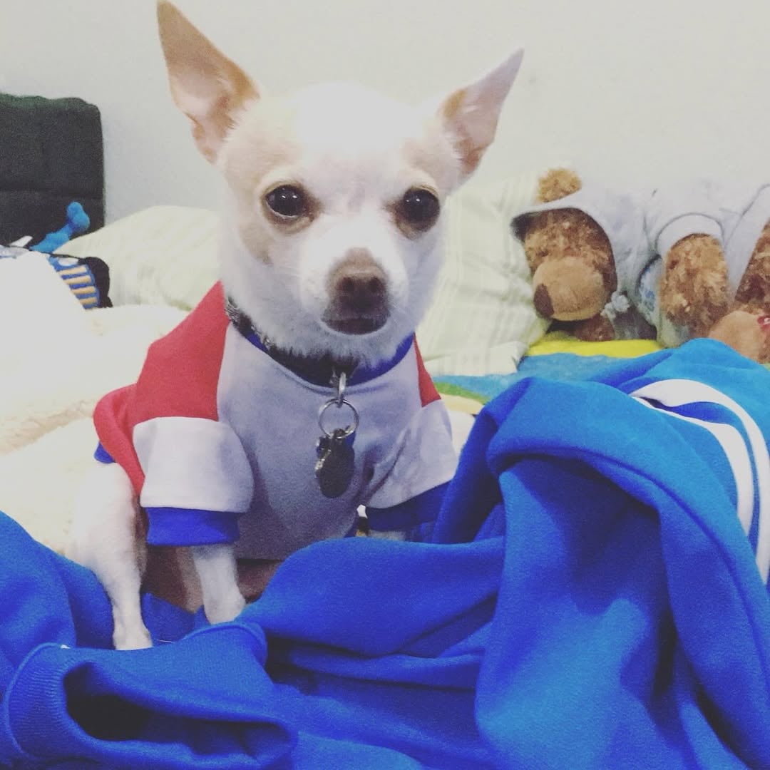 Sandra Carvajal, vestuarista de Teletica, y su perro Gianni.