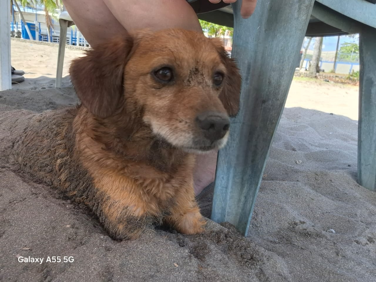 Bobby, un perrito raza “zaguate pura sangre” de 9 años, se convirtió en el compañero inseparable de una familia de Paso Ancho gracias a un inesperado flechazo que cambió sus vidas para siempre.