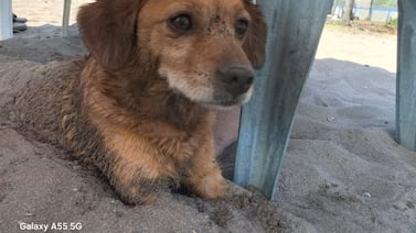 Bobby, el perro que sabe cuándo alguien en su casa está enfermo y hasta “estudia” con su mamá