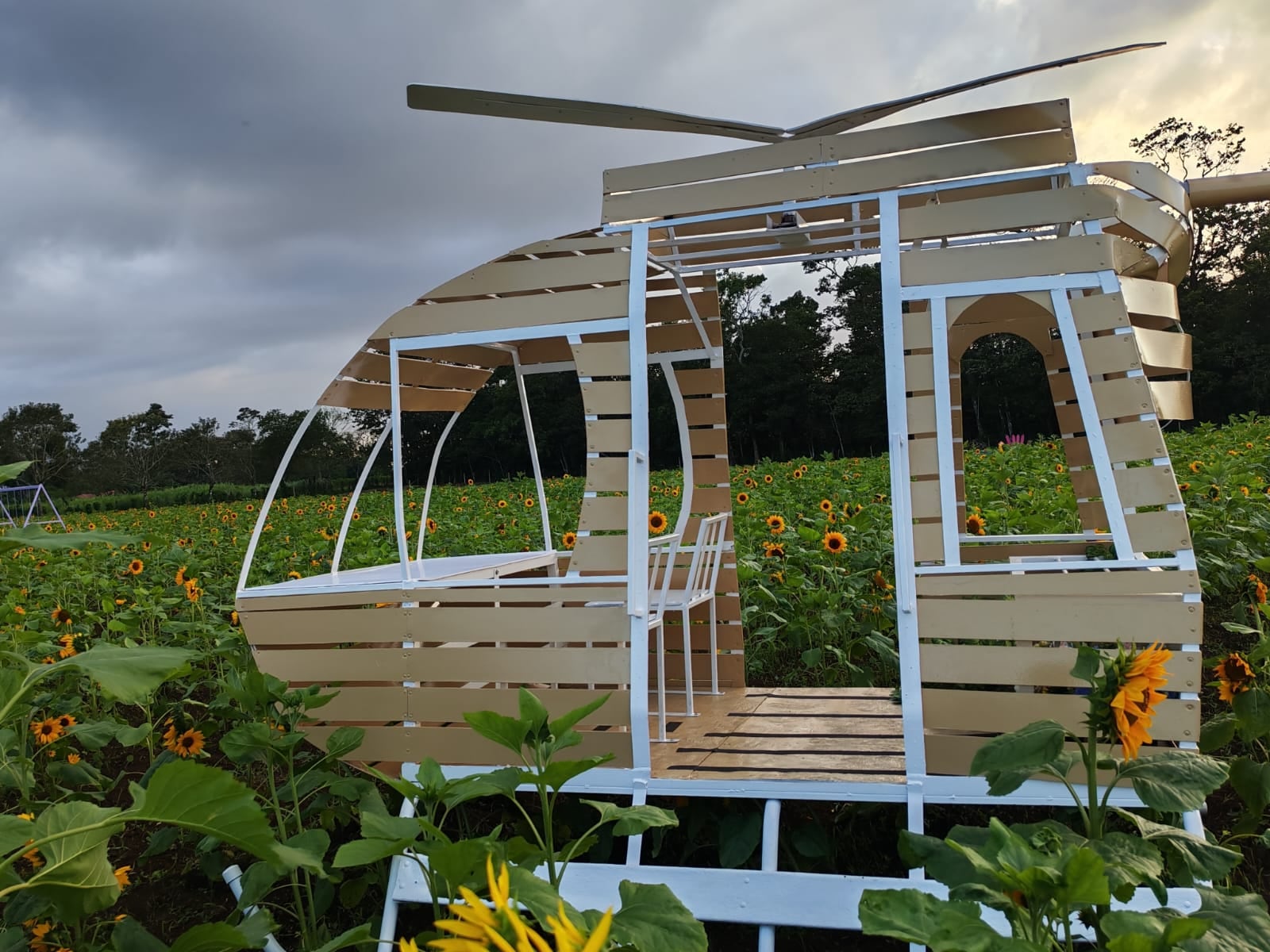 Campo de Girasoles Pital