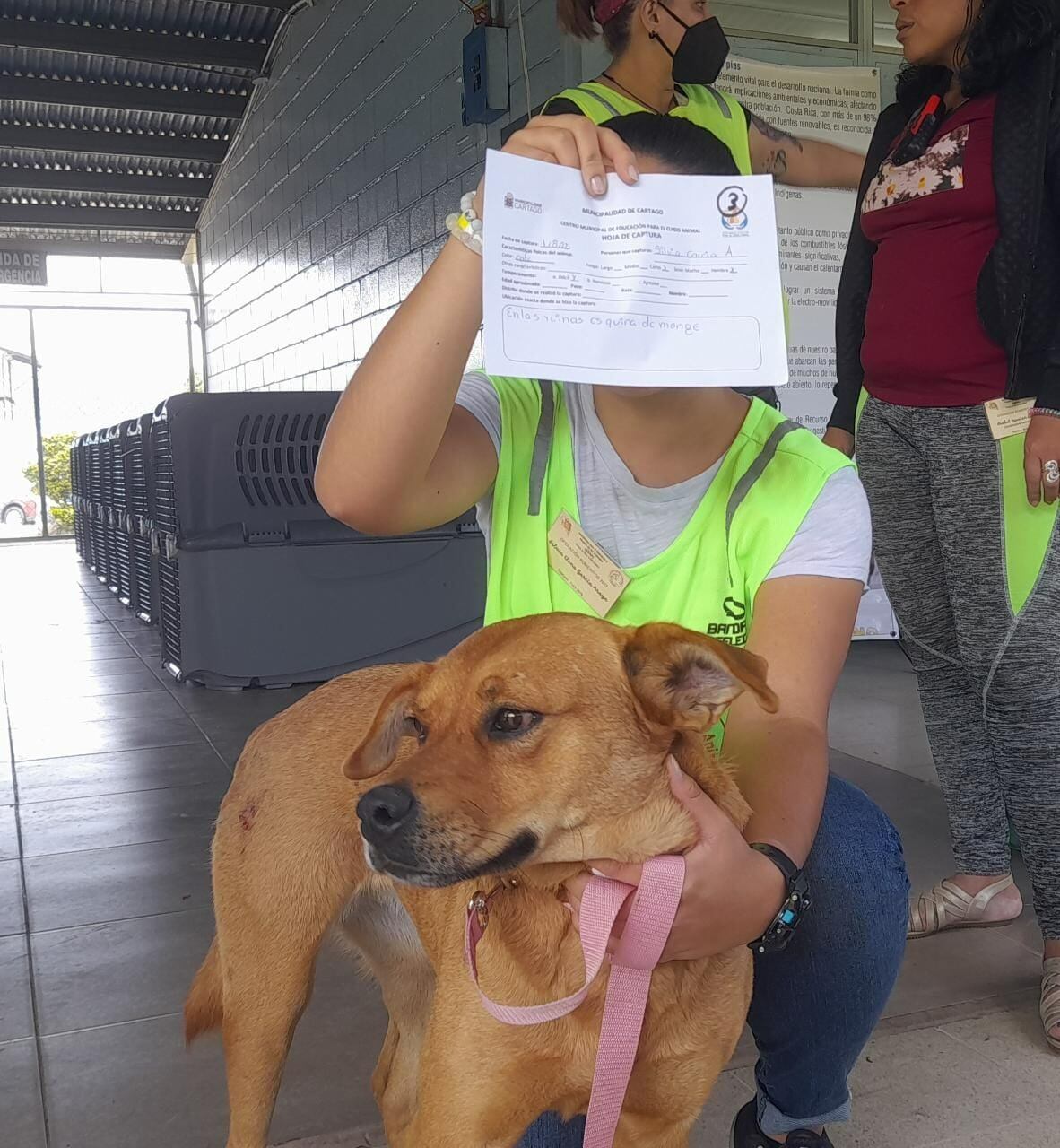 Hasta este medio día del 1 de agosto del 2022, la Asociación Para el bienestar y Amparo Animal, confirma que se han capturado cuatro perros a personas que los llevaban caminando en la romería hacia Cartago