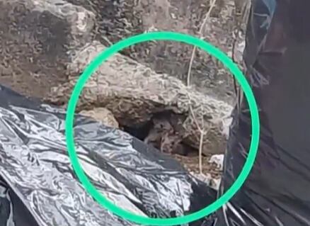 Denuncian plaga de ratas en escuela de Tibás