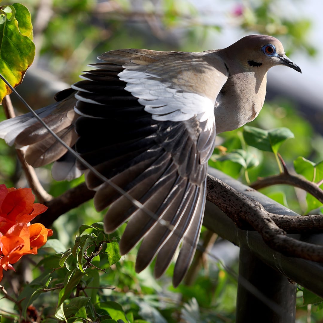 Aves, flores arbustos y muchos detalles con
diferentes plantas realzan el ambiente de
Azotea Calle 7