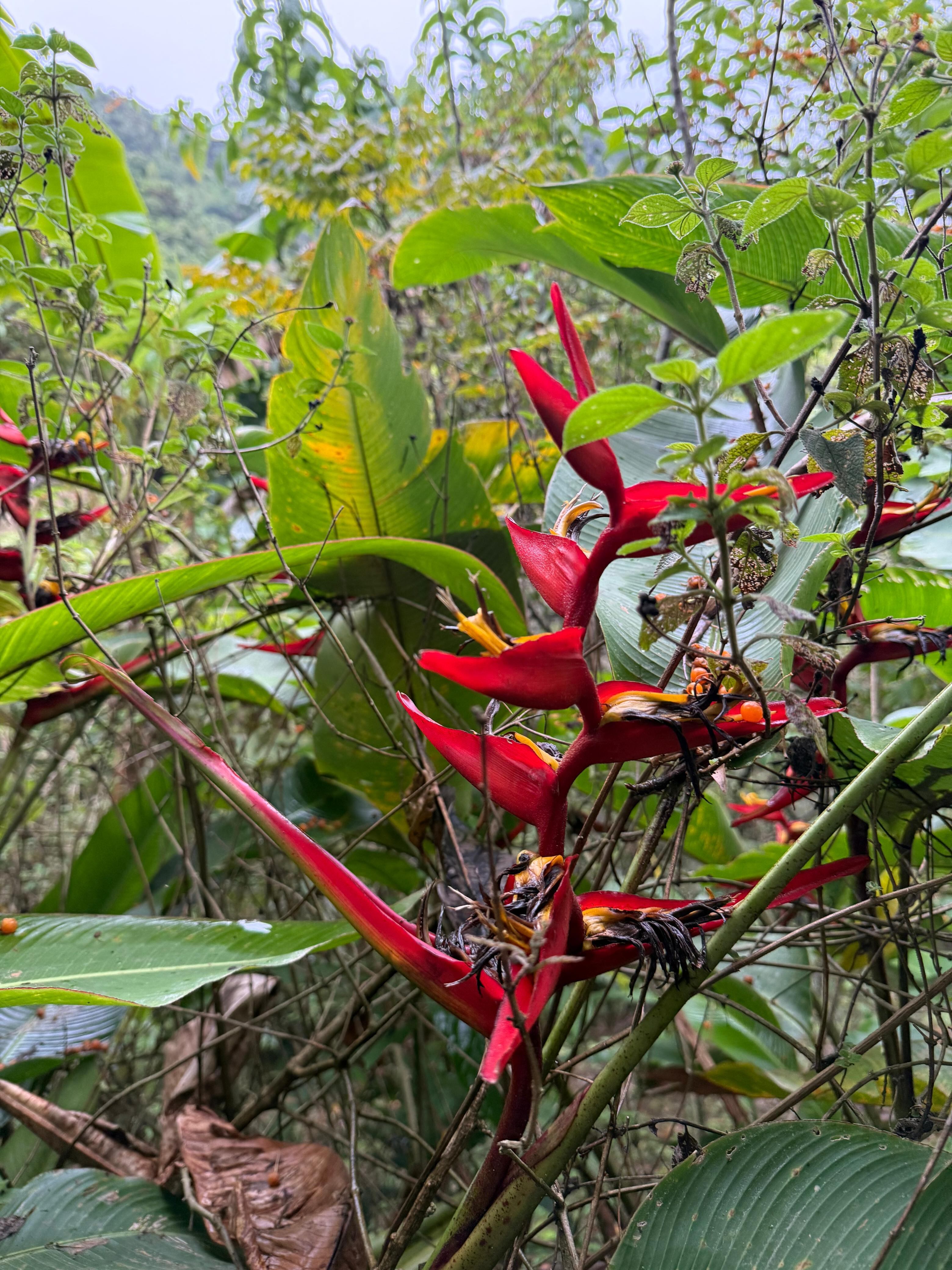 Catarata Sonidos del Silencio