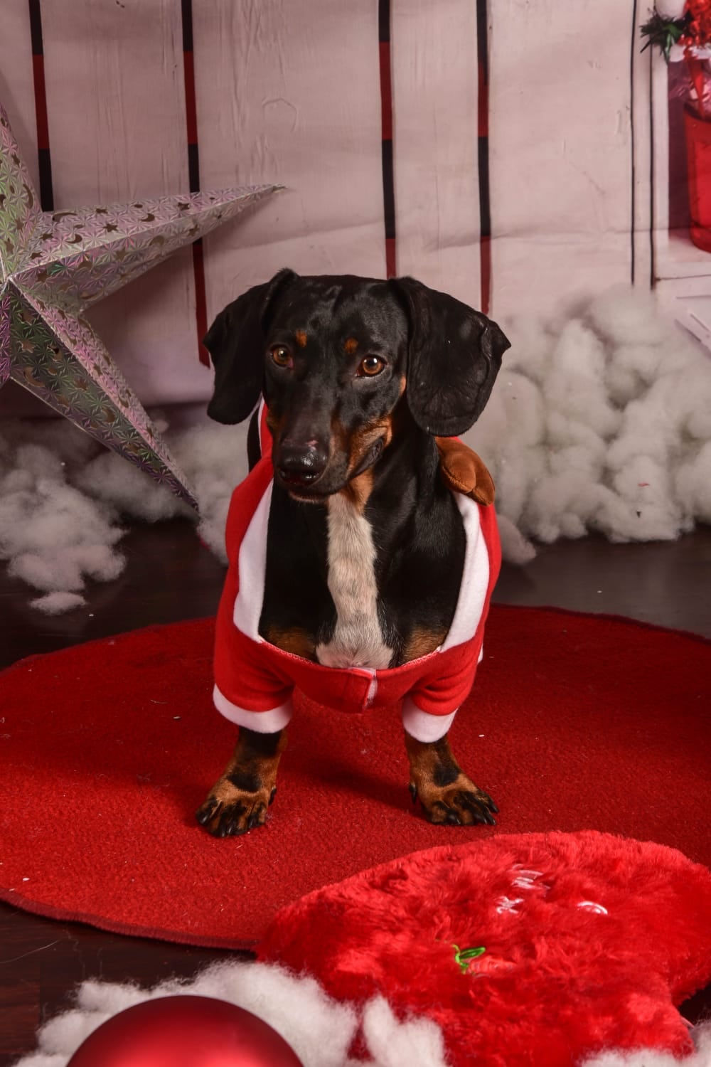 En la vida de Dayan Villagra Montero, ambas cosas se cruzaron en el mismo momento… y el resultado fue una historia que hoy la hace sonreír todos los días, gracias al perrito salchicha Theo Pascual