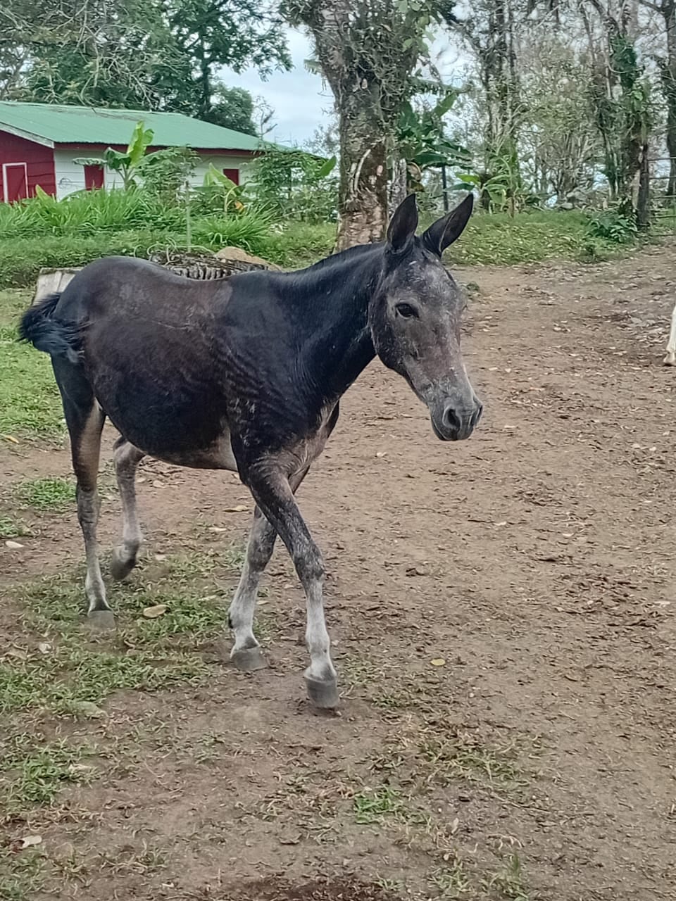 Milo es un burrito que vive en San Carlos y ese 2026 cumplirá 8 años de cargar a Jesús en la procesión del Domingo de Ramos de Semana Santa. El dueño se llama Mauricio Cedeño Quesada.