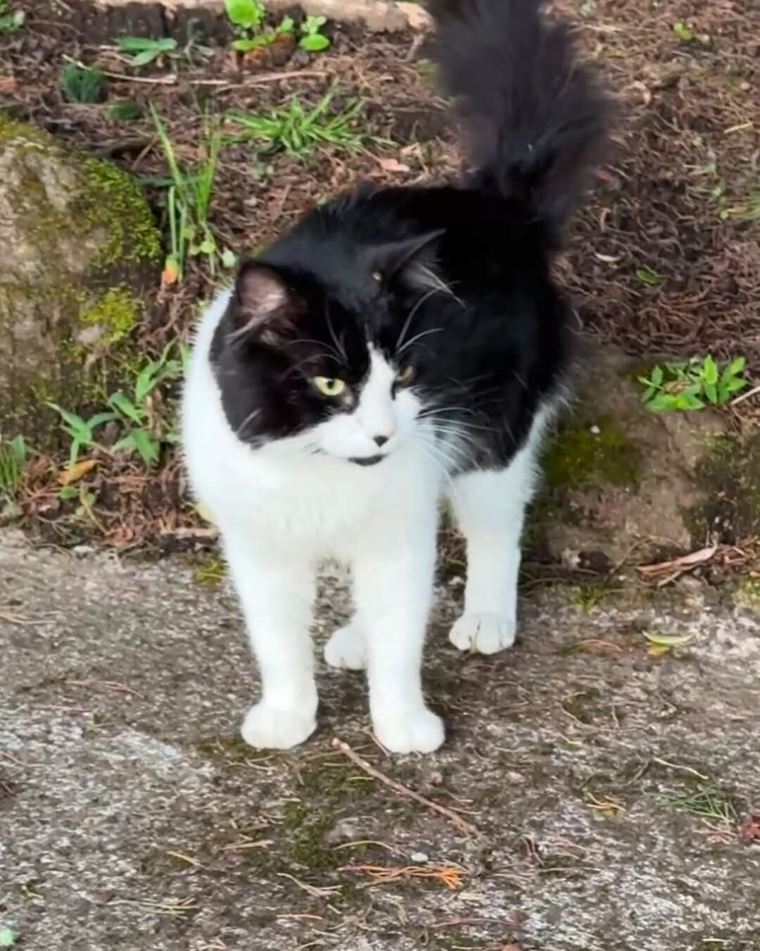 Elena Correa, modelo y cantante