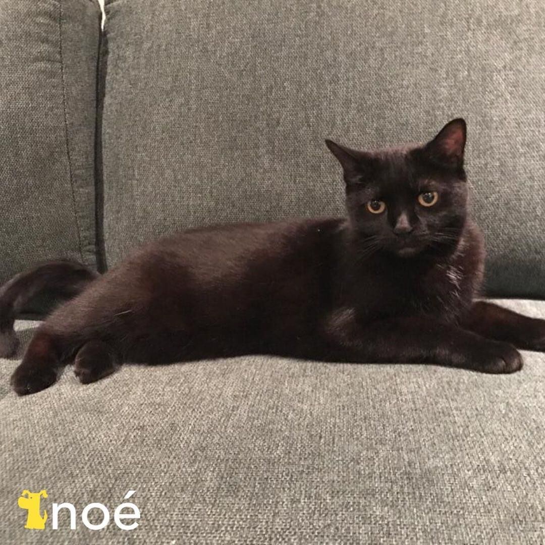 Noé es una empresa de niñeros de mascotas a domicilio