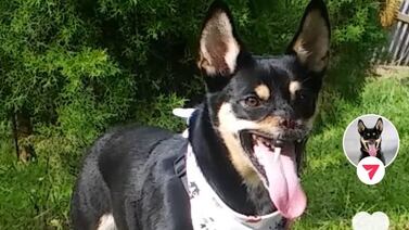 Duke se metió al mundo de TikTok y sus videos son un pegue