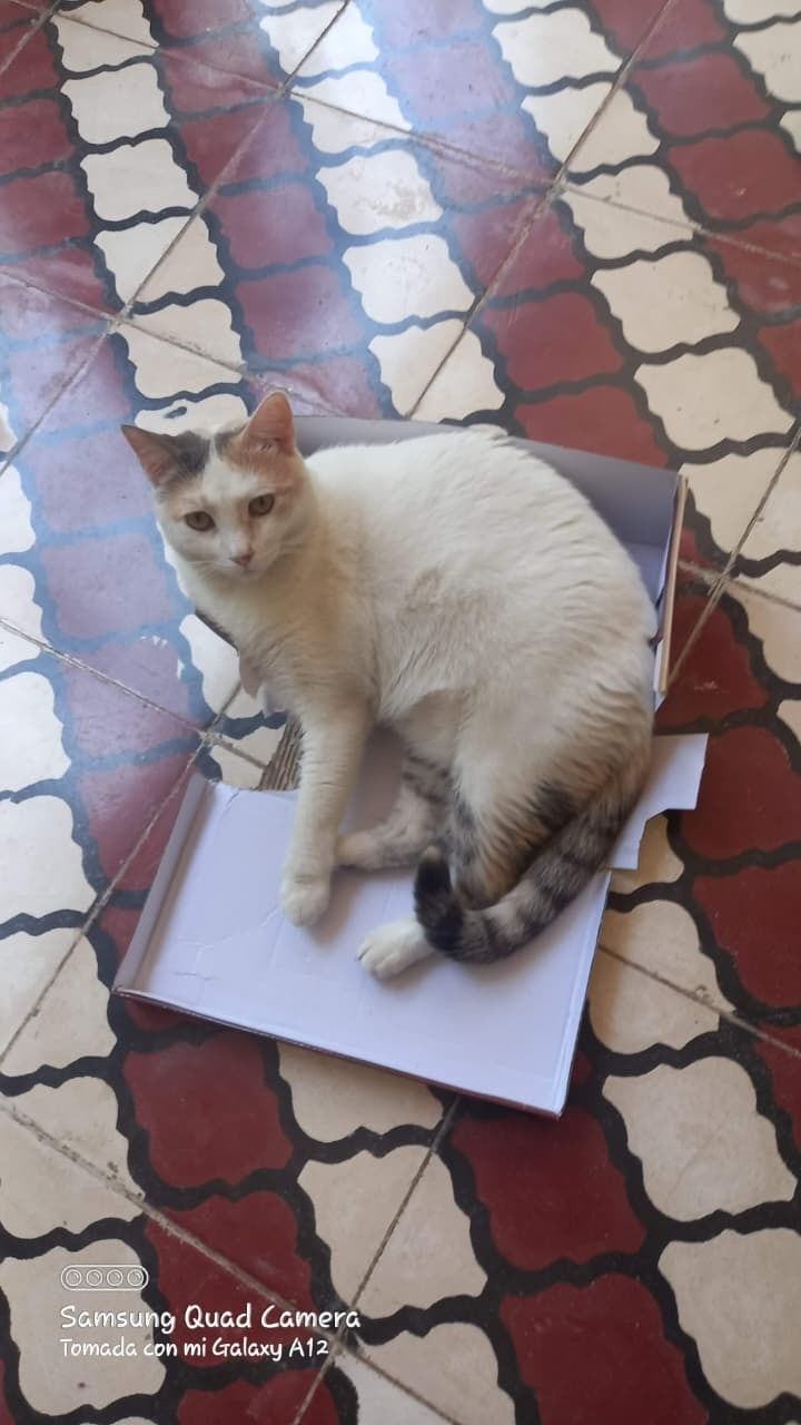 En El Boli de Puntarenas vive una historia de amor puro entre una mujer y su gatita criolla (sin raza, zaguatica si fuese perrita). Valerina llegó a la vida de doña Ivannia Rojas, de 47 años, como un flechazo por internet