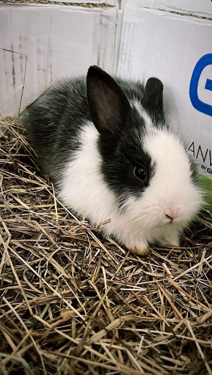Defensor Henrique Moura, jugador de Pérez Zeledón. Cortesía.