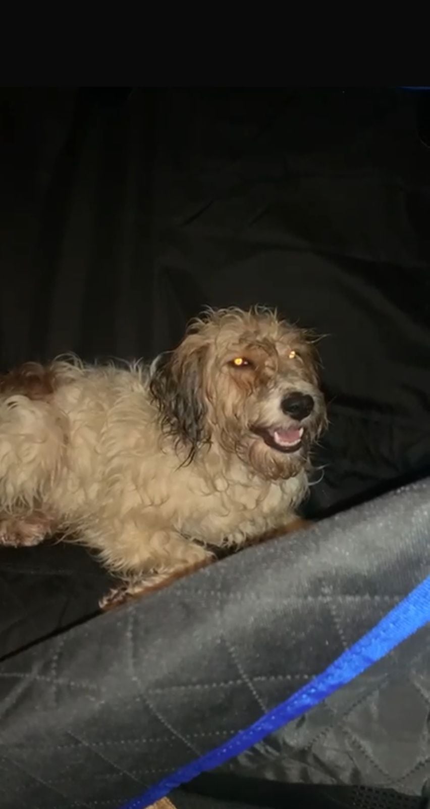 Benji, un zaguatico con alma de ángel, y Ágatha, una gatita de mirada sabia y carácter fuerte, quienes son los modelos oficiales de Bulupets, la tienda de accesorios para mascotas que su dueña, Sofía Moya Espinoza