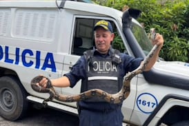 Enorme boa desató momentos de pánico en vivienda de Acosta