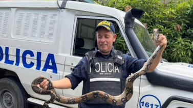Enorme boa desató momentos de pánico en vivienda de Acosta