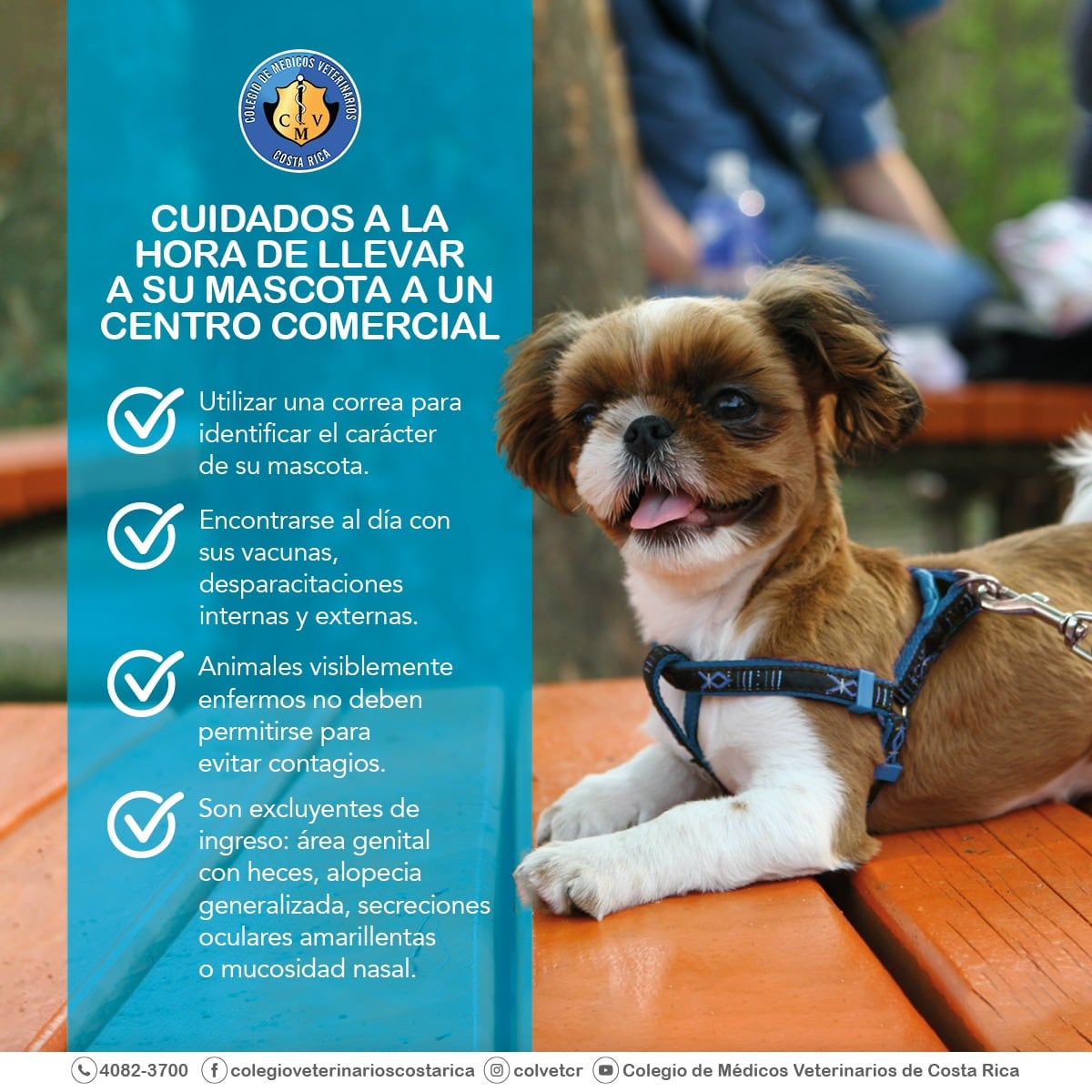 nueva campaña del Colegio de Veterinarios de Costa Rica, el cual propone educar a los dueños de perros para que conozcan el significado de los 7 colores en collares, tal y como se utiliza internacionalmente