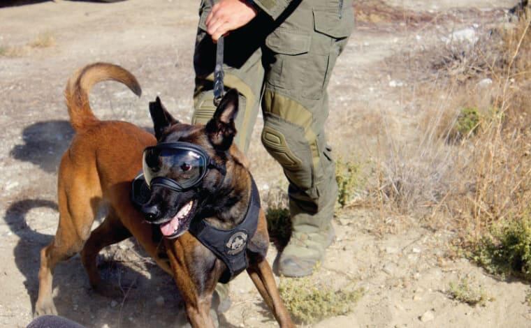 Los peluditos de la familia ya no tienen que andar sus ojos desprotegidos porque desde hace unos cinco meses se venden en el país anteojos de sol para perros, traídos por el veterinario Marco Mora Castro