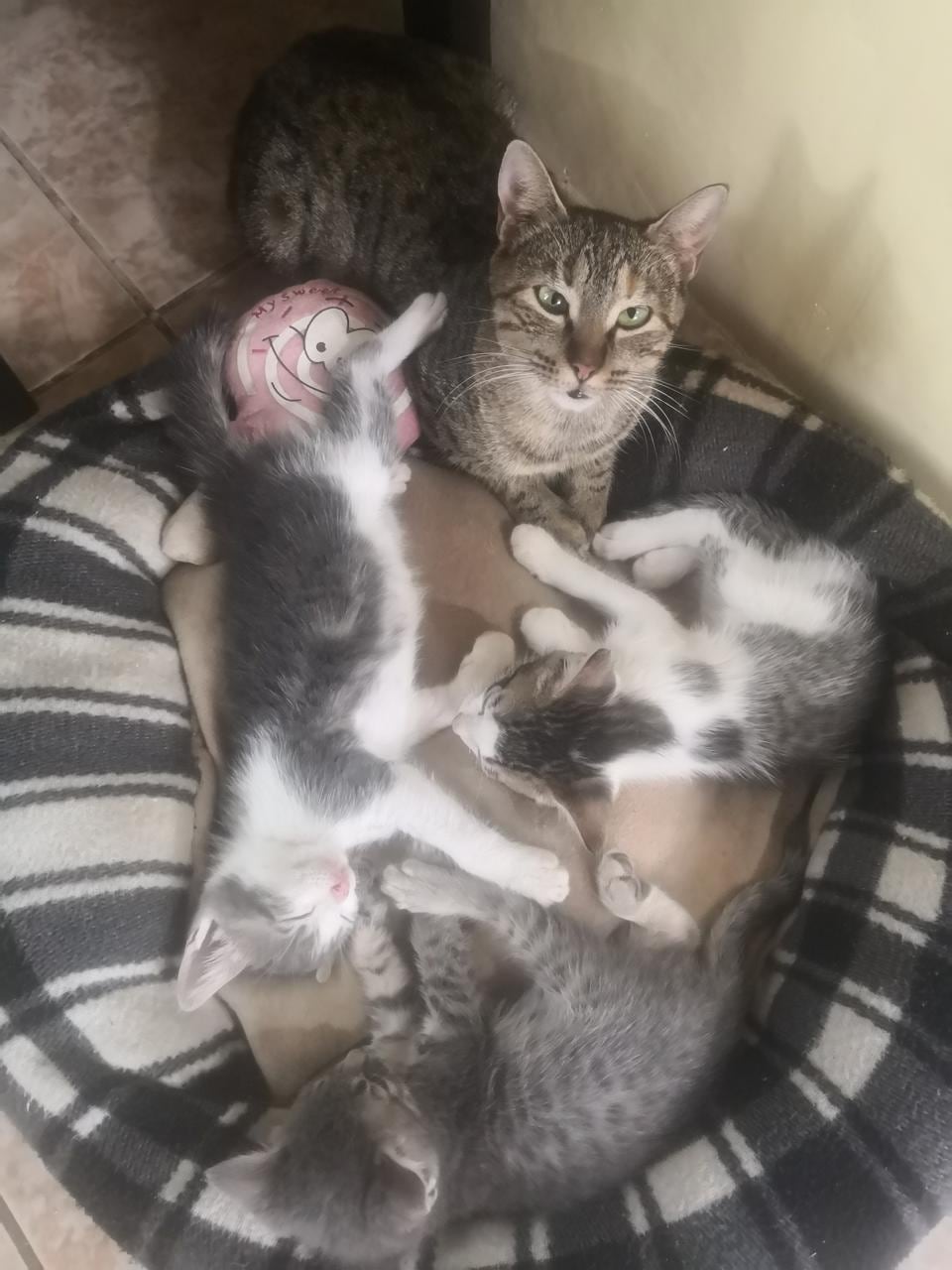 Tania Flores es de Villa Bonita de Alajuela y es la mamá humana del gatico Muérdago