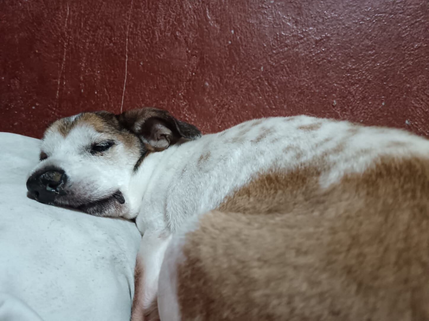 Don Tito es un zaguatico que fue adoptado por Melany Vargas Salazar del cual contamos su historia porque el 28 de mayo del 2025 es el Día Mundial del perro sin raza.