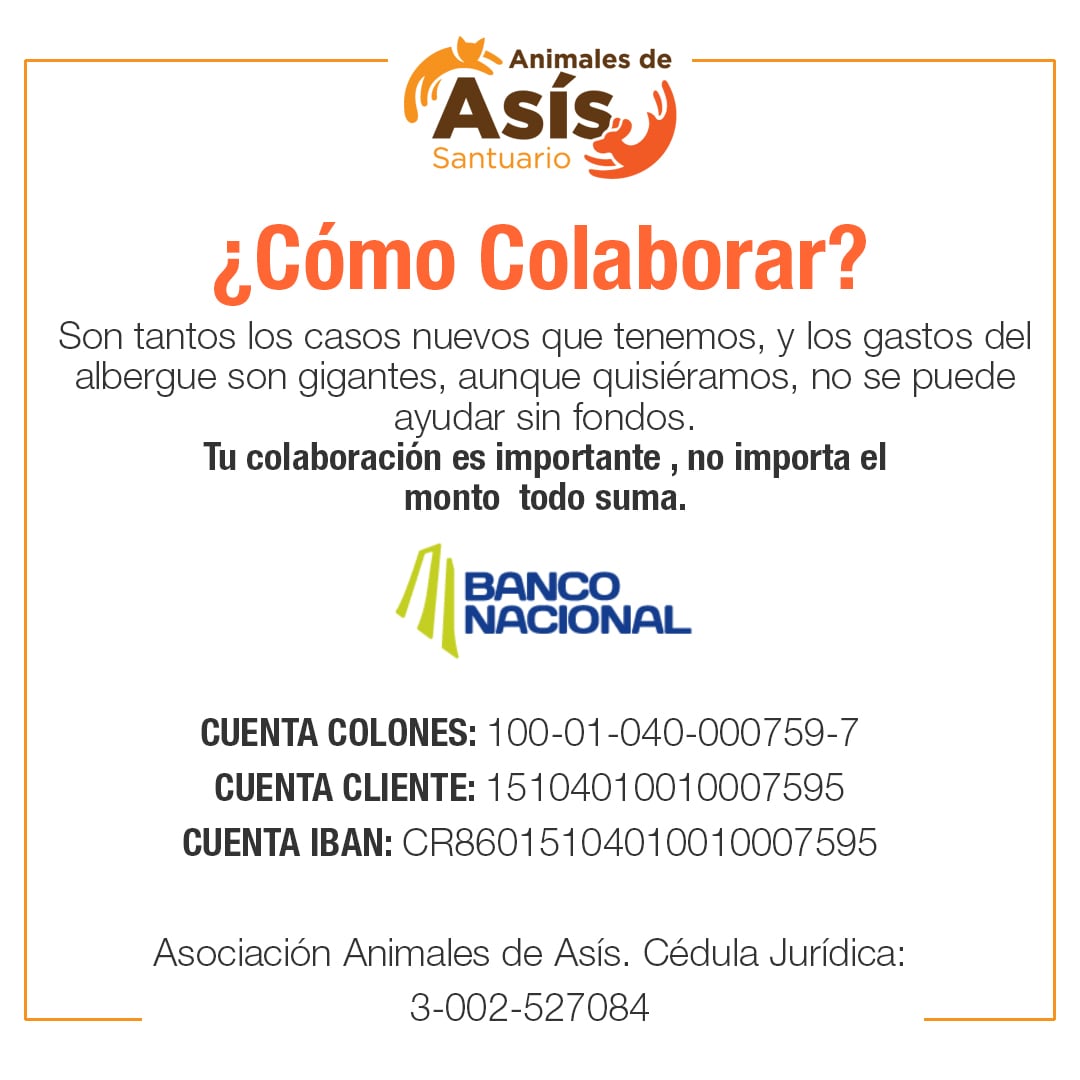 La Asociación Animales de Asís, en Heredia, recoge perritos abandonados, enfermos y despreciados por la sociedad.