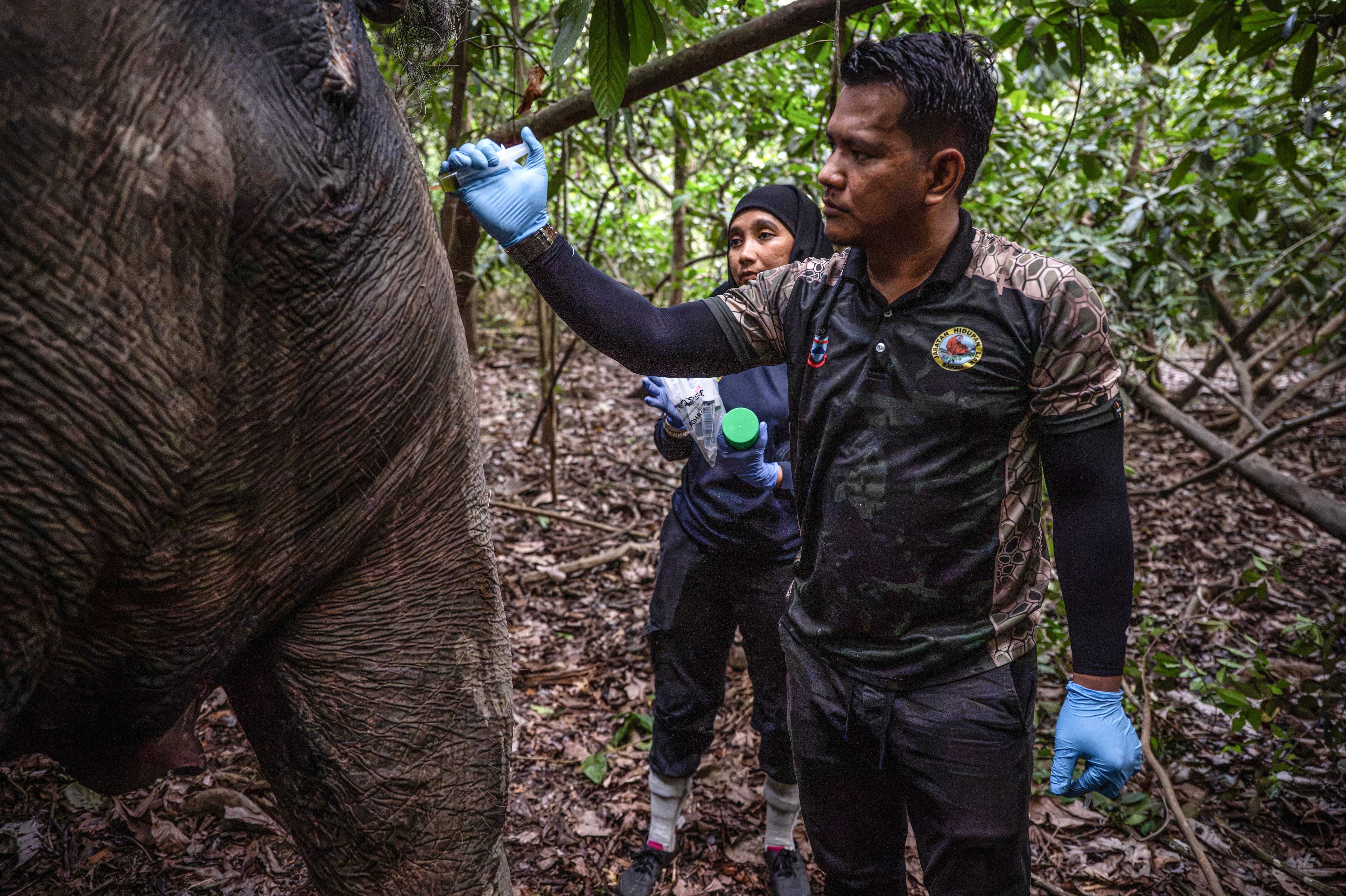 En la selva malasia de Borneo, gritos de elefantes rompen el silencio, seguidos de un fuerte estruendo cuando una hembra recibe un dardo anestésico. Farina Othman le colocará un collar transmisor para proteger a esta especie amenazada de extinción.