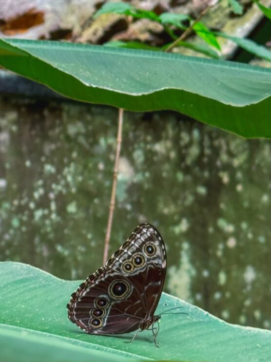 Mariposas, senderos y mucho más lo esperan en mágica catarata por dos mil colones.