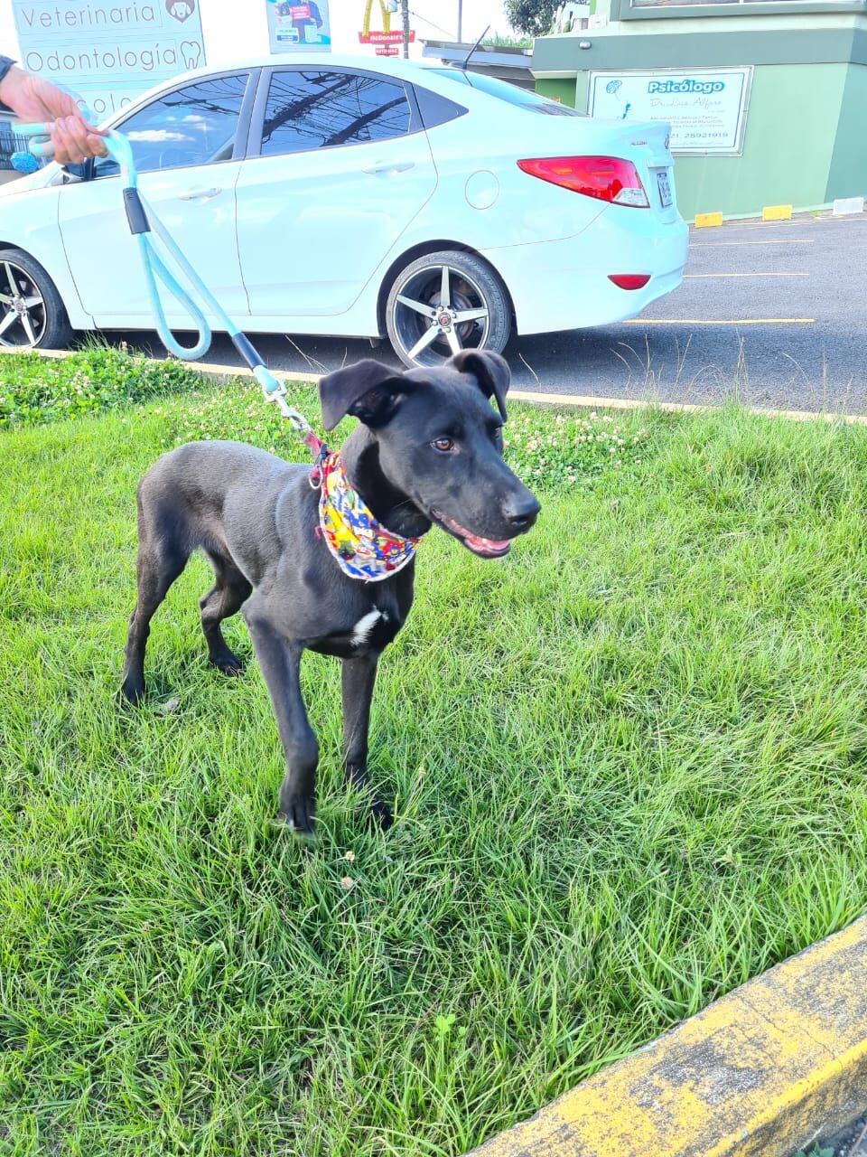 Buscan hogar para cachorro rescatado por atropello