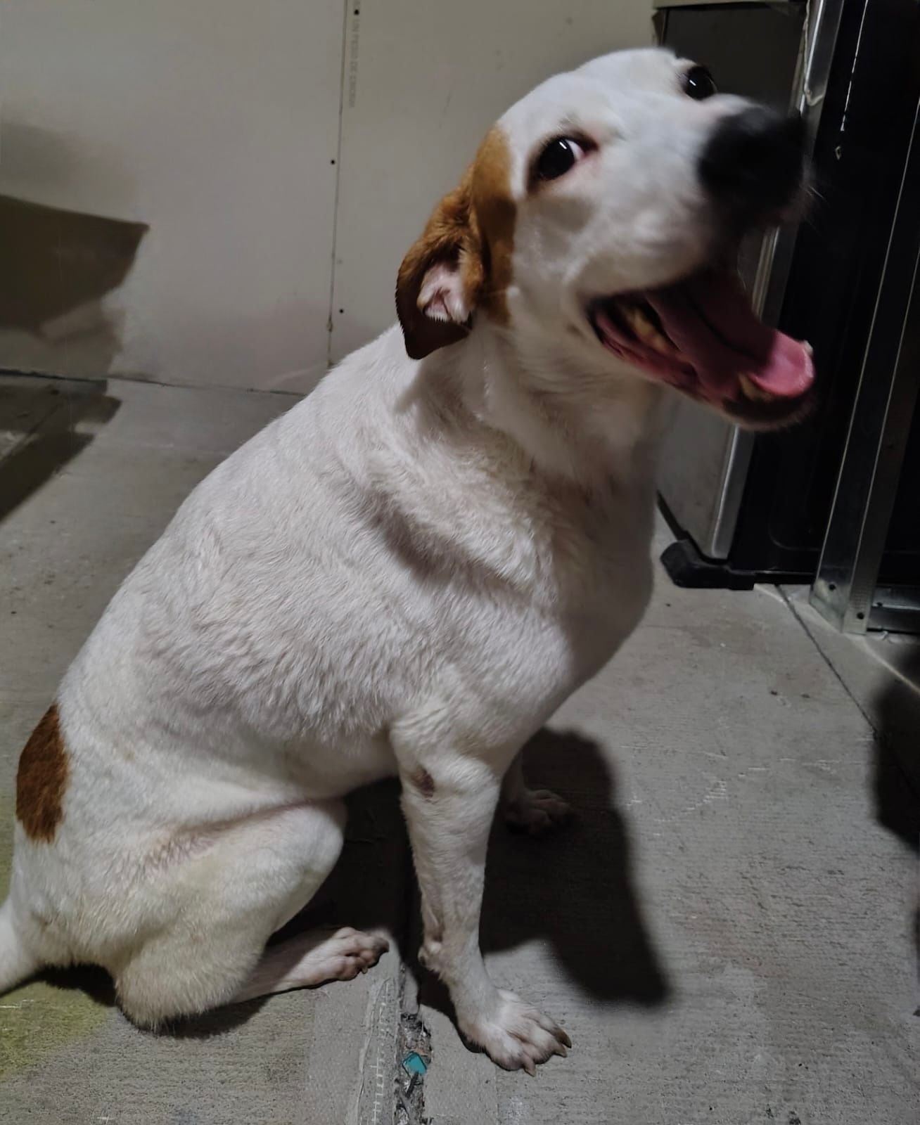 Sisi apareció en San Miguel de Desamparados ya está con su dueña