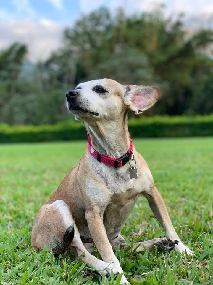 Posiblemente el zaguatico más viejo de todo el país vive en Santa Ana, le han puesto tres nombres, tiene 27 años de edad y esta muy bien de salud como para pensar que pronto podría fallecer.