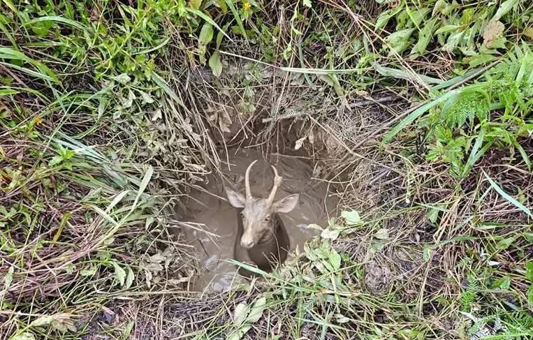Un venado fue rescatado por los Bomberos luego de caer en un pozo de lodo. Fotos: Bomberos