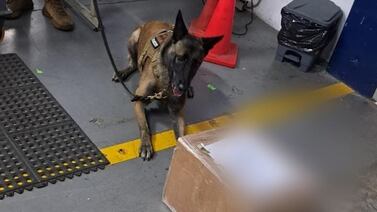 Perro policía frenó un ingenioso cargamento de droga que tenía a Europa como destino