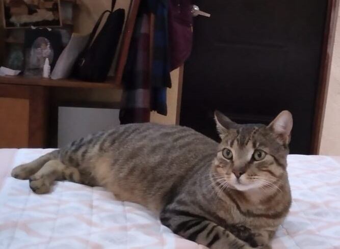 Tommy, gato que se perdió en San Ramón de Alajuela. Foto cortesía Rubén Rodríguez.