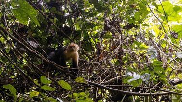 Senderos, naturaleza y aventura lo esperan en un maravilloso bosque del país