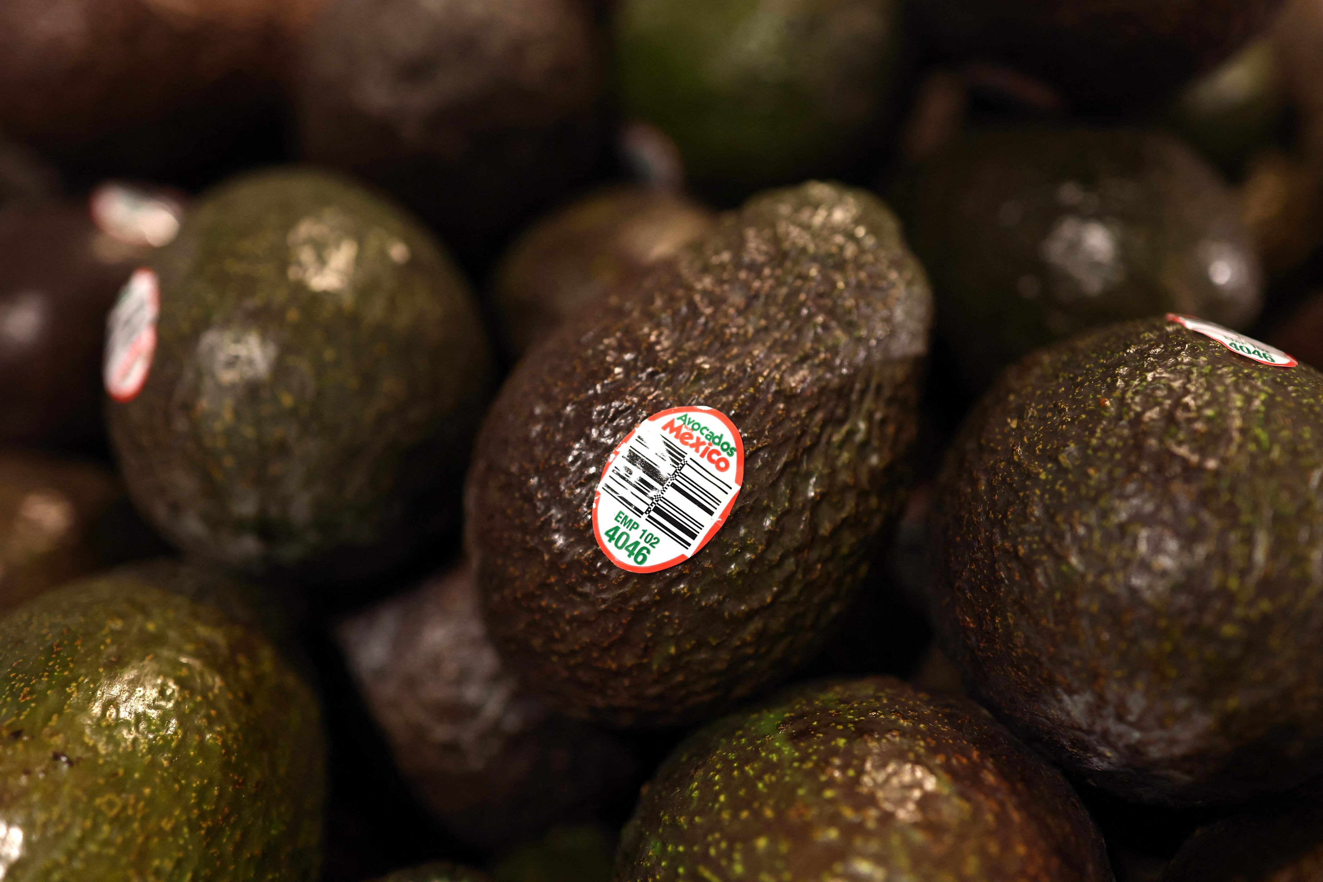 Aguacates frescos de México con etiqueta de exportación "Avocados from Mexico", colocados en una pila para su venta en el mercado estadounidense.