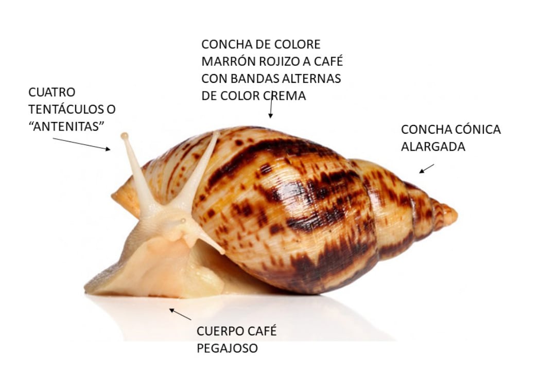 Así se ve un caracol gigante africano, según el MAG.
