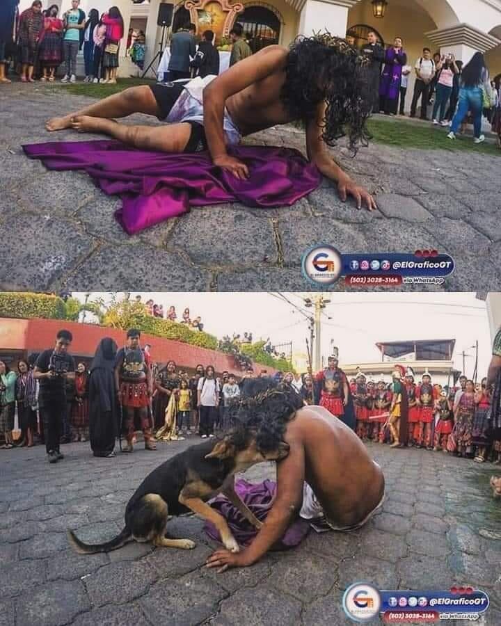 Perrito callejero no soportó tanta agresión a Jesús y se metió a darle amor