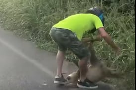 (Video) Motociclista en Costa Rica intentó ayudar a perezoso en la calle, pero salió rascando... ¡por el animal!