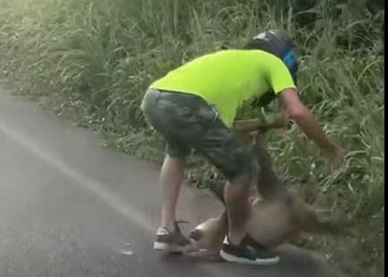 Perezoso hiere a motociclista. Foto: Redes sociales