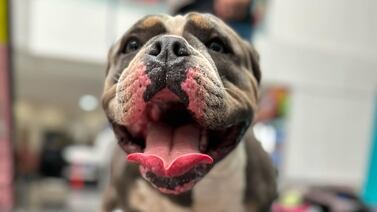 Petchella Fest: El festival donde los perritos son los protagonistas