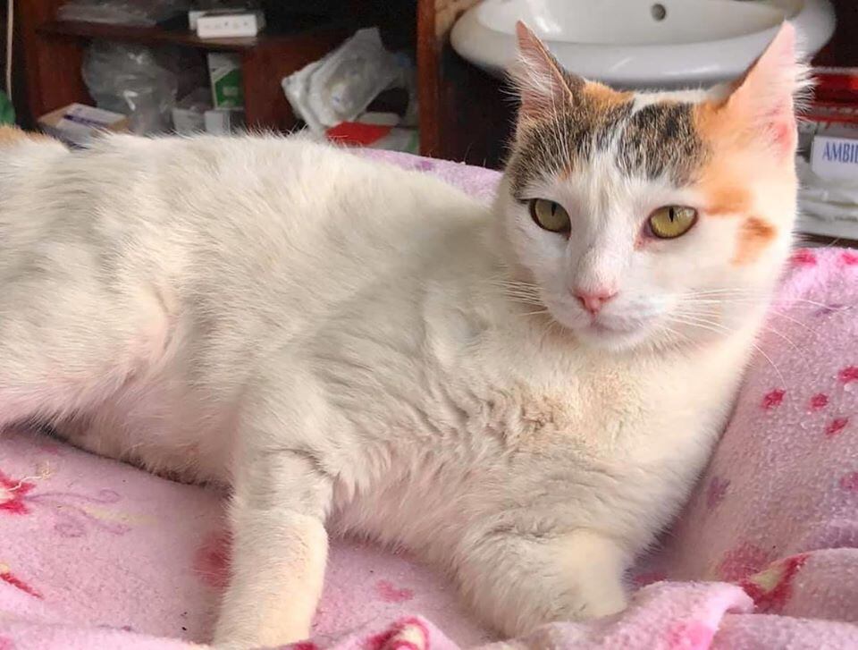 Zoe es una gatica que esta lista para que la adopten en las Ferias Virtuales de Tienda Monge