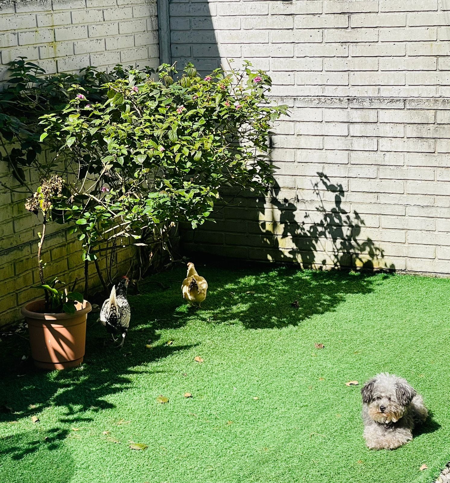 El hogar de María Alejandra Ulloa Madriz, una maestra de preescolar de 35 años, y su esposo Yordan Gómez vive rodeado de amor de tres gallinas, un perro, un gato y dos conejos.