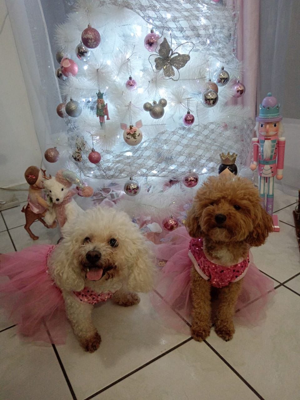 Dos perros fueron atacados por perros poderosos en Heredia