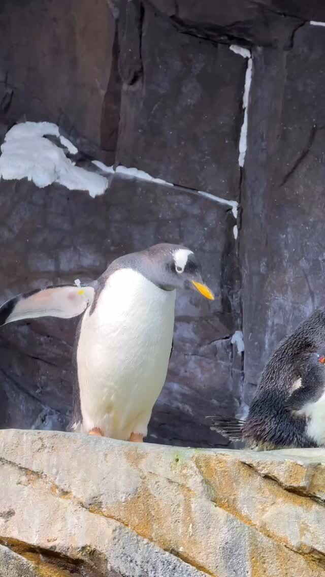 Los periodistas de Repretel, Melissa Umaña y Diego Vargas, disfrutan de su luna de miel en un emocionante destino lleno de aventuras y cosas extraordinarias.