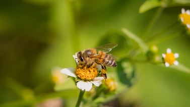¿Qué es un entomólogo?