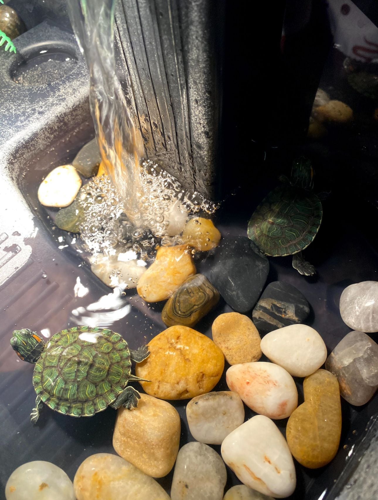 Historia de Veloz, la tortuga de agua dulce que “resucitó”, conquistó a un niño con autismo y cambió la vida de una familia costarricense en Estados Unidos. Blanca Madrigal, tica en Nueva Jersey, nos la cuenta.