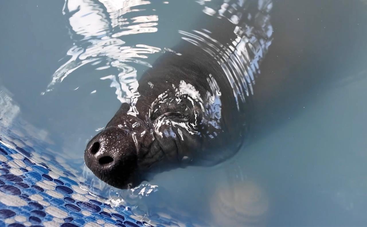Científicos costarricenses luchan por sacar adelante manatí bebé que encalló en playa