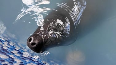 ¿Cómo se cría a una manatí sin su madre? El desafío científico que enfrenta Costa Rica (video)