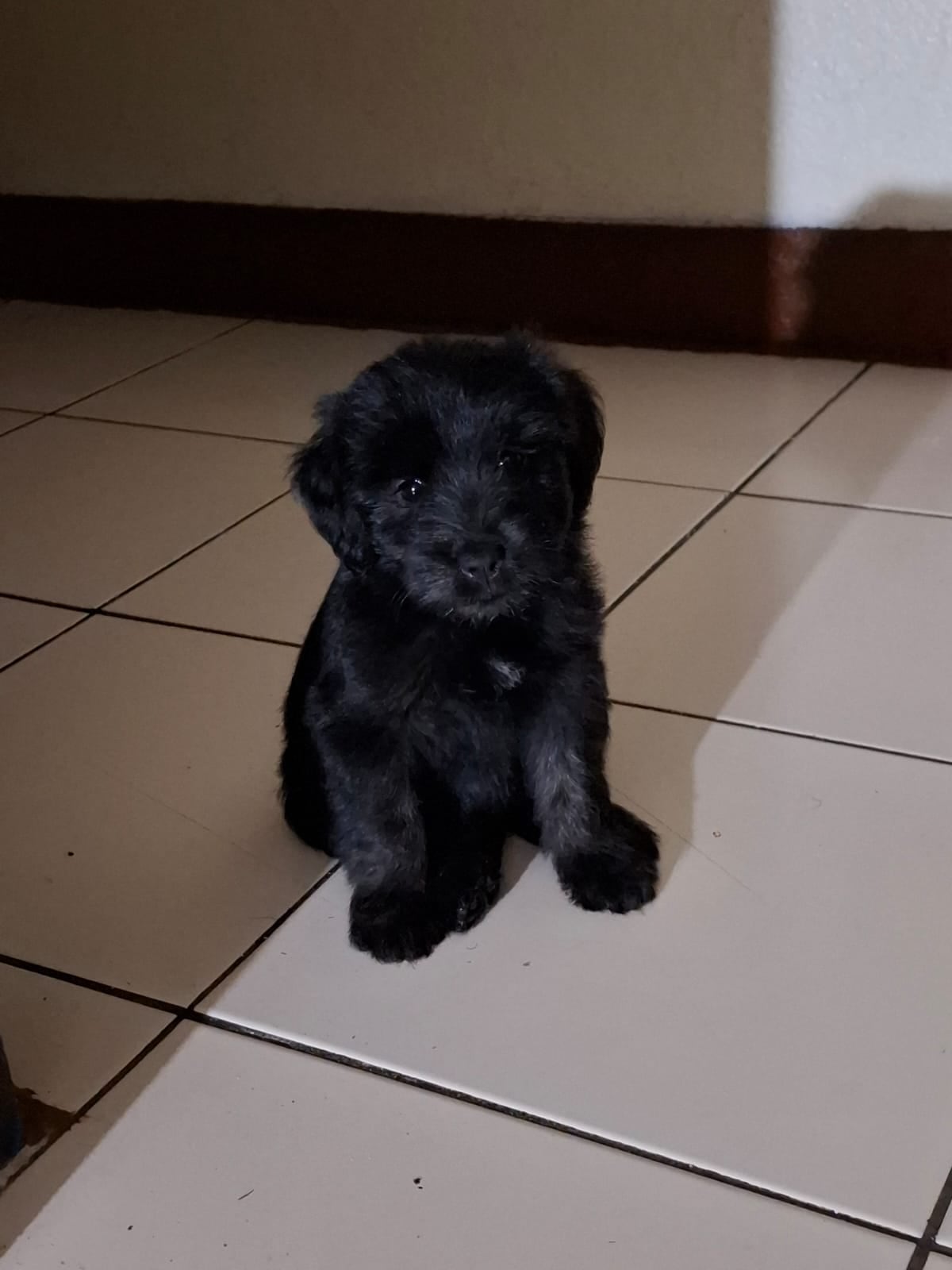 Erick Valverde Moreno, de 45 años, jamás imaginó que una adopción sería tan determinante en su vida. El 11 de agosto del 2024 Erick perdió a su papá y así llegó la perrita schnauzer Zola Zoe