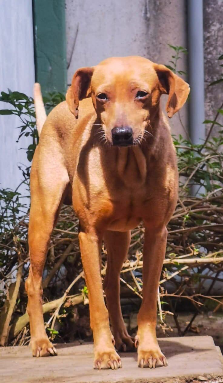 Sunny hace tres años era un perrito indigente que incluso fue abusado sexualmente, ahora vive como un rey con una familia de Calle Blancos