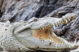 ¿Reptiles para vigilar fronteras? Este país busca espantar a migrantes ilegales