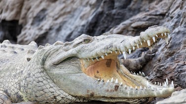 Cocodrilo de cuatro metros protagoniza impactante escena en Corcovado